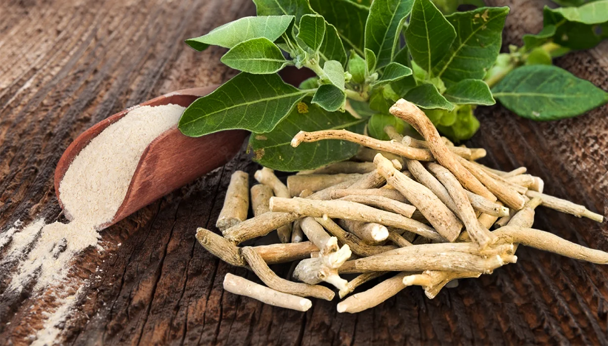 Ashwagandha Et Stress